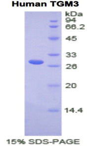 Figure 1. SDS-PAGE