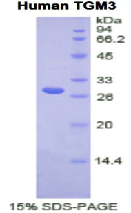 Figure 1. SDS-PAGE