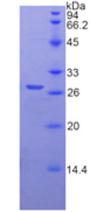 Figure 2. SDS-PAGE