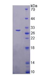Figure 2. SDS-PAGE