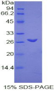 Figure 1. SDS-PAGE