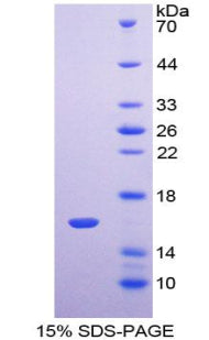 Figure 1. SDS-PAGE