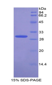 Figure 1. SDS-PAGE