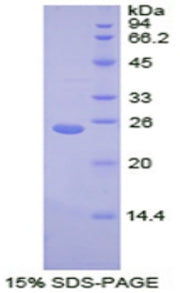Figure 1. SDS-PAGE