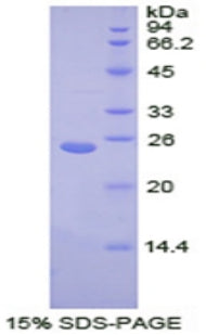 Figure 1. SDS-PAGE