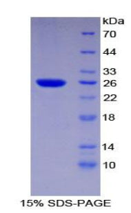 Figure 1. SDS-PAGE