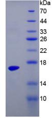 Figure 2. SDS-PAGE
