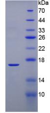 Figure 2. SDS-PAGE