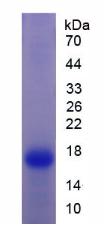Figure 2. SDS-PAGE