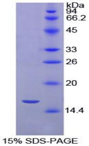 Figure 1. SDS-PAGE