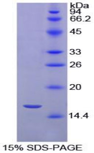 Figure 1. SDS-PAGE