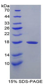 Figure 1. SDS-PAGE