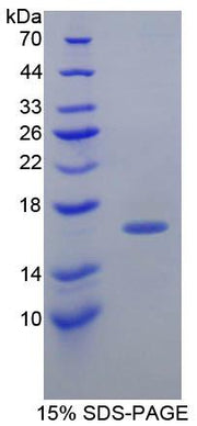 Figure 1. SDS-PAGE