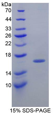 Figure 1. SDS-PAGE