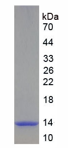Figure 1. SDS-PAGE
