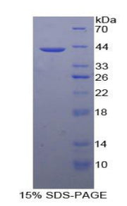 Figure 1. SDS-PAGE