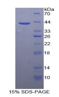 Figure 1. SDS-PAGE