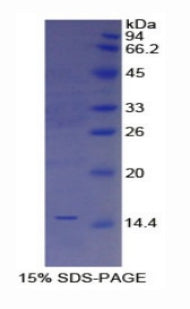 Figure 1. SDS-PAGE