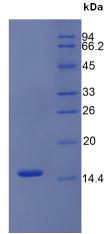 Figure 2. SDS-PAGE