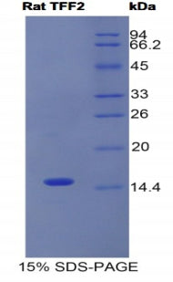 Figure 1. SDS-PAGE