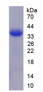 Figure 1. SDS-PAGE