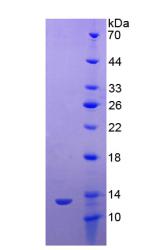 Figure 2. SDS-PAGE