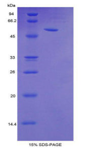 Figure 1. SDS-PAGE