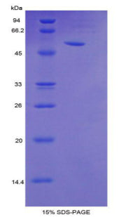 Figure 1. SDS-PAGE