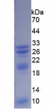 Figure 2. SDS-PAGE