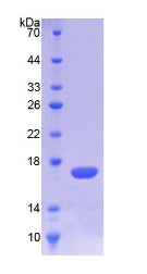 Figure 2. SDS-PAGE