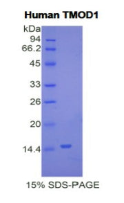 Figure 1. SDS-PAGE