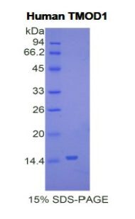 Figure 1. SDS-PAGE
