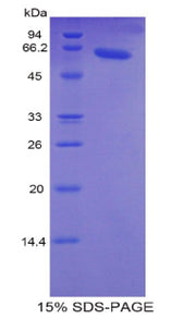Figure 1. SDS-PAGE