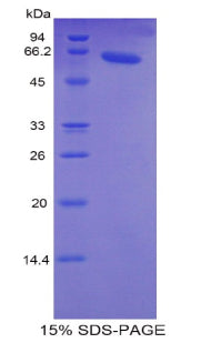 Figure 1. SDS-PAGE