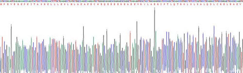 Recombinant Human Troponin I Type 1, Slow Skeletal (TNNI1)