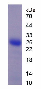 Figure 1. SDS-PAGE