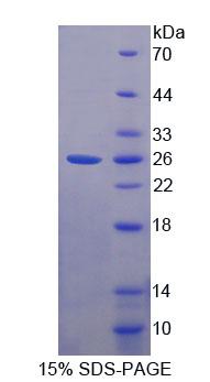 Figure 1. SDS-PAGE