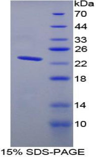 Figure 1. SDS-PAGE