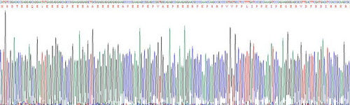 Recombinant Human Troponin T Type 1, Slow Skeletal (TNNT1)