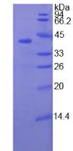 Figure 3. SDS-PAGE
