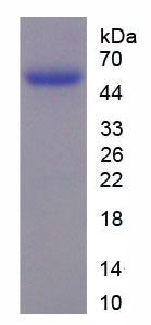 Figure 1. SDS-PAGE