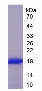 Figure 2. SDS-PAGE