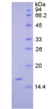 Figure 2. SDS-PAGE