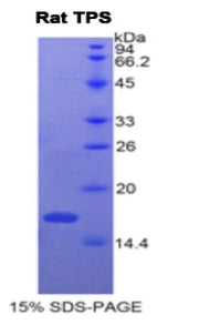 Figure 1. SDS-PAGE