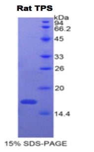 Figure 1. SDS-PAGE