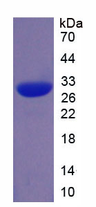 Figure 1. SDS-PAGE