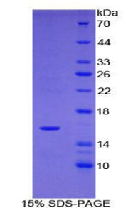 Figure 1. SDS-PAGE