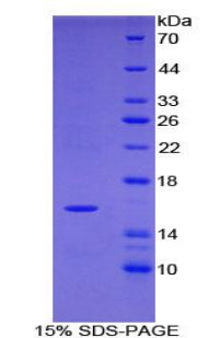 Figure 1. SDS-PAGE