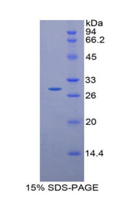 Figure 1. SDS-PAGE
