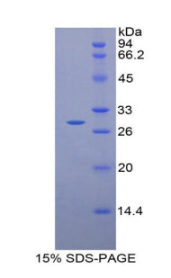 Figure 1. SDS-PAGE